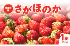 ★予約受付★平川いちご農園 佐賀県玄海町産「さがほのか」2026年1月～4月までに順次配送