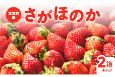 ★予約受付★平川いちご農園 佐賀県玄海町産「さがほのかDX」2026年1月～4月までに順次配送