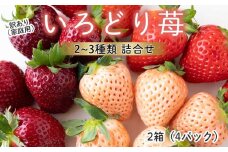 ★予約受付★杉山いちご農園【2026年2月～5月 順次配送】玄海町産いろどりいちご詰め合わせ（家庭用・訳あり）／送料無料 いちご さがほのか 白いちご 淡雪 あわゆき 黒いちご 真紅の美鈴 希少 果物 くだもの フルーツ デザート 食べ比べ 予約受付