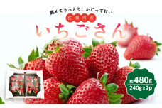 佐賀県産いちご 「いちごさん」 480g (240g×2P)