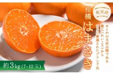 【先行予約】佐賀産柑橘「はまさき」 約3kg(7-12玉) / ふるさと納税 佐賀 フルーツ 濃厚 甘い 酸味 大町 贈答 ギフト 贈り物
