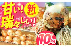 【先行予約】【こうふく玉でハッピーをお届け】佐賀県江北町産 新玉ねぎ 10kg【こうふく農園】[HBA002] 玉ねぎ たまねぎ 野菜 佐賀県産玉ねぎ 早生 産地直送 たまねぎ 
