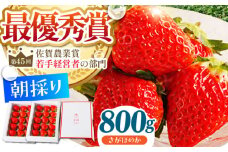 【農薬0への挑戦】【1～2月発送】王様のいちご さがほのか 800g ( 400g×2箱 )【むらおか農園】 [HAF010]