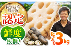 【先行予約】【特別栽培農産物 認定】＜地元江北町産＞ 泥付き 蓮根 3kg【百武青果】 [HAE001] 蓮根 れんこん レンコン