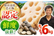 【先行予約】【特別栽培農産物 認定】＜地元 江北町産＞ 泥付き 蓮根 6kg ( 3kg×2 ) 【百武青果】 [HAE002]