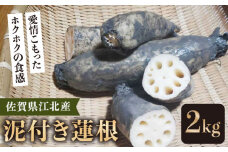 【手堀りの愛情】佐賀江北産 昔蓮根 ( 泥付き蓮根 ) 2kg【藤瀬農園】 [HAN001]