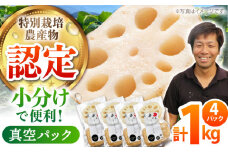 【先行予約】【特別栽培農産物 認定】＜地元江北町産＞佐賀 れんこんパック 1kg ( 250g×4 ) 【百武青果】 [HAE013]