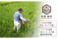 【全12回定期便】ノンカフェイン飲料 籾付玄米茶 300g×1袋【葦農】[HAJ030]