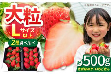 【12～4月発送】農園直送「いちごさん・さがほのか」500g ( 約250g×2パック ) 【花祭果実】 [HBN003]