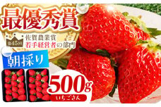 【農薬0への挑戦】【2～4月発送】朝摘みいちご ( いちごさん ) 500g ( 250g×2パック ) 【むらおか農園】 [HAF021] / いちご 苺 イチゴ 果物 くだもの フルーツ いちごさん さがほのか 佐賀県 国産