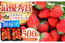 【農薬0への挑戦】【2～4月発送】朝摘みいちご ( さがほのか ) 500g ( 250g×2パック ) 【むらおか農園】 [HAF022] / いちご 苺 イチゴ 果物 くだもの フルーツ いちごさん さがほのか 佐賀県 国産