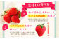 朝摘みいちご ( さがほのか ) 500g ( 250g×2パック ) 【むらおか農園】 [HAF022] / いちご 苺