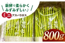 【お手軽調理】ミニアスパラガス 800g【けいちゃん農園】 [HCC011]