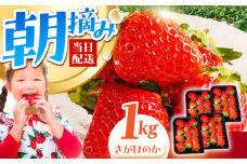 【農薬0への挑戦】【2～4月発送】朝摘みいちご さがほのか 1kg（250g×4パック）【むらおか農園】 [HAF024] / いちご 苺 イチゴ 果物 くだもの フルーツ いちごさん さがほのか 佐賀県 国産