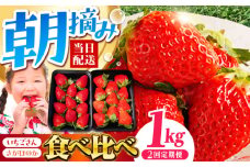【全2回定期便】いちご食べ比べ定期 総計1kg（さがほのか いちごさん）【むらおか農園】 [HAF026]