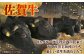 佐賀牛 焼肉 切り落とし 500g 【田中畜産牛肉店】[HBH143]  / 佐賀牛 牛肉 精肉 肉 切り落とし 焼肉用 焼肉