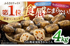 産地直送！白石町産 泥付き れんこん（4kg）【佐賀県農業協同組合】レンコン 蓮根 野菜 根菜 佐賀県産 九州 佐賀県 白石町 [IAK015]