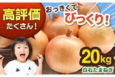 【先行予約】白石産 玉ねぎ 約20kg / たまねぎ 玉葱 タマネギ 玉ねぎ 白石町産玉ねぎ [IZZ002]