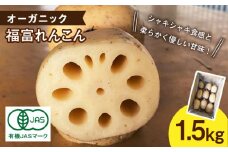 【先行予約】【節切り】（洗い）希少な オーガニック 福富 れんこん 1.5kg【中島農園】 [IBC003]