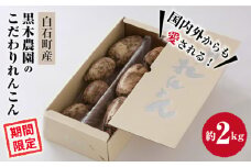 【令和7年8月以降発送】おいしさ絶品！こだわり れんこん 約2kg 化粧箱 （白）入り 【黒木農園】/特別栽培 レンコン 蓮根 白石町産 野菜 根菜 高品質 九州 佐賀県 白石町 [IAU001]