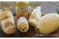 国内外から愛される黒木農園の最高品質のれんこん！