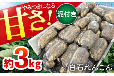 【令和7年9月以降発送】やみつきになる甘さ！ 松尾青果のこだわり白石れんこん 約3kg【松尾青果】佐賀県産 蓮根 レンコン れんこん 野菜 白石れんこん 根菜 泥付きれんこん 九州 佐賀県 白石町 [IBD001]