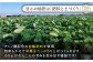 レンコンの名産地「佐賀県白石町福富」からお届け！