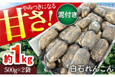 【令和7年9月以降発送】やみつきになる甘さ！ 松尾青果のこだわり白石れんこん 1kg（500g×2袋入り）【松尾青果】 蓮根 レンコン 野菜 根菜  泥付き [IBD002]