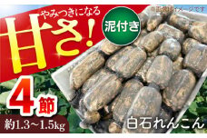 やみつきになる甘さ！ 松尾青果のこだわり白石れんこん 4節入り（約1.3kg〜1.5kg）【松尾青果】蓮根 レンコン 野菜 根菜 泥付き [IBD003]