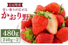 甘い香りが広がる！ かおり野 240g×2パック /いちご 苺 イチゴ 白石産 佐賀産いちご 良い香り イチゴ かおりの【StrawberryFarm-K】 [IBJ003]