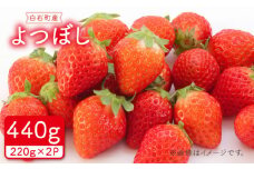 【先行予約】【農家直送】その美味しさ四つ星級！「よつぼし」220g×2パック 【岸川農園】いちご 苺 イチゴ よつぼしいちご 四つ星 フルーツ 果物 甘い あまい  アフター対応 アフターフォロー 期間限定 産地直送 国産 佐賀県産 さがいちご 九州 佐賀県 白石町 [IAP009]