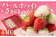 【先行予約】【農家直送】いちご食べ比べ！『さがほのか』と『パールホワイト』220g×2パック（各220g）【ハヤシダファーム】 九州 佐賀県 白石町 [IAQ005]