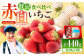希少な白いちごといちごさんの食べ比べ！