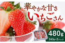 【農家直送】いちごさん（240g×2パック）/佐賀県産いちご いちご イチゴ 苺【StrawberryFarm-K】 [IBJ001]