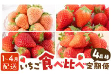 【先行予約】【4回定期便】いちご 4品種 食べ比べ 白いちご など 希少品種 も！【岸川農園】 九州 佐賀県 白石町 [IAP011]