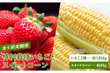 【先行予約】【農家直送】【全5回】特別栽培 いちご＆スイートコーン 定期便【井﨑農園】 [IBP001]