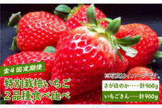 【先行予約】【農家直送】【全4回】特別栽培 いちご 2品種 食べ比べ（さがほのか＆いちごさん）【井﨑農園】 [IBP002]