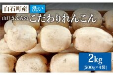 【令和7年9月以降発送】【農家直送！】 洗いれんこん 2kg（500g×4袋） ～山口さんちの贈り物～【y'scompany】佐賀県産 れんこん レンコン 洗い 洗いれんこん  人気 高評価 九州 佐賀県 白石町 [IAS003]