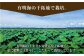 「れんこんの名産地」佐賀県白石町からお届け！