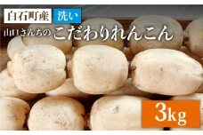 【令和7年9月以降発送】【農家直送！】洗いれんこん 3kg～山口さんちの贈り物～【y'scompany】佐賀県産 人気 高評価 九州 佐賀県 白石町 [IAS004]