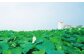 れんこんの名産地「佐賀県白石町」よりお届けいたします！