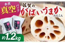 【お手軽調理！】白石町産 水煮れんこん 120g×10袋（カット有り/真空パック）【有限会社白石開発】 /蓮根 レンコン 佐賀県産 白石町産 野菜 根菜 小分け 真空 保存 [IBN004]