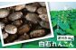 れんこんの名産地「佐賀県白石町」よりお届けいたします！