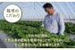 希少な白いちごとさがほのかを食べ比べ！