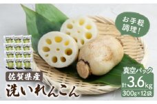 洗いれんこん 真空パック入り 300g×12袋（計3.6kg）【有限会社マルハ園芸】レンコン 蓮根 野菜 根菜 [ICC004]