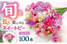 【R7年度12月以降発送】【生産農家直送！】スイートピー 花束 100本（ミックス）【木下農園】 お花 生花 ギフト 贈り物 プレゼント  [IBW004]