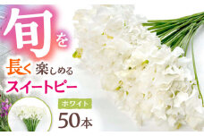 【R7年度12月以降発送】【生産農家直送！】スイートピー 花束 50本（ホワイト）【木下農園】 お花 生花 ギフト 贈り物 プレゼント  [IBW003]