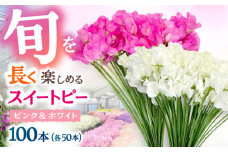 【R7年度12月以降発送】【生産農家直送！】スイートピー 花束 100本（ピンク＆ホワイト）【木下農園】 お花 生花 ギフト 贈り物 プレゼント  [IBW005]
