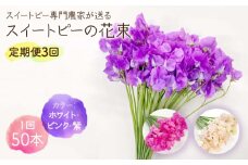 【R8年1月以降発送】 【生産農家直送！】【3回定期便】スイートピー 花束 50本（ホワイト・ピンク・紫）【木下農園】 お花 生花 ギフト 贈り物 プレゼント  [IBW007]
