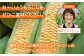 数量限定！甘～いとうもろこし